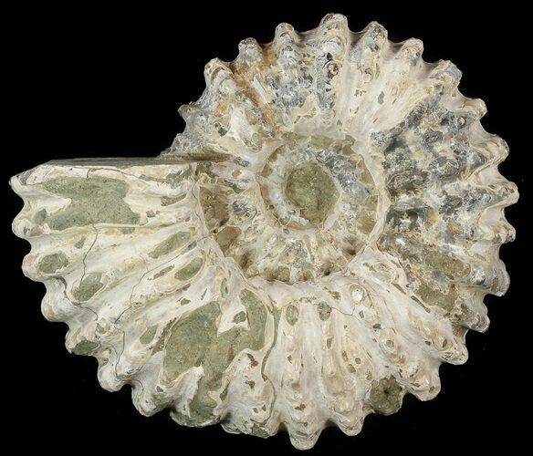 Bumpy Douvilleiceras Ammonite - Madagascar #53312